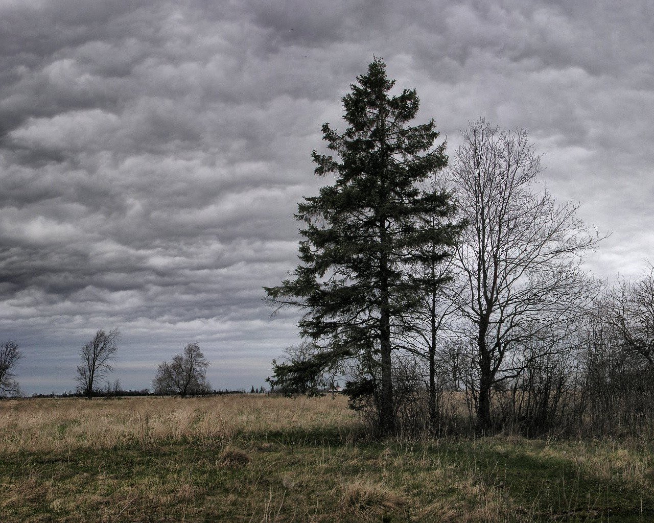 arbre nuages nuageux