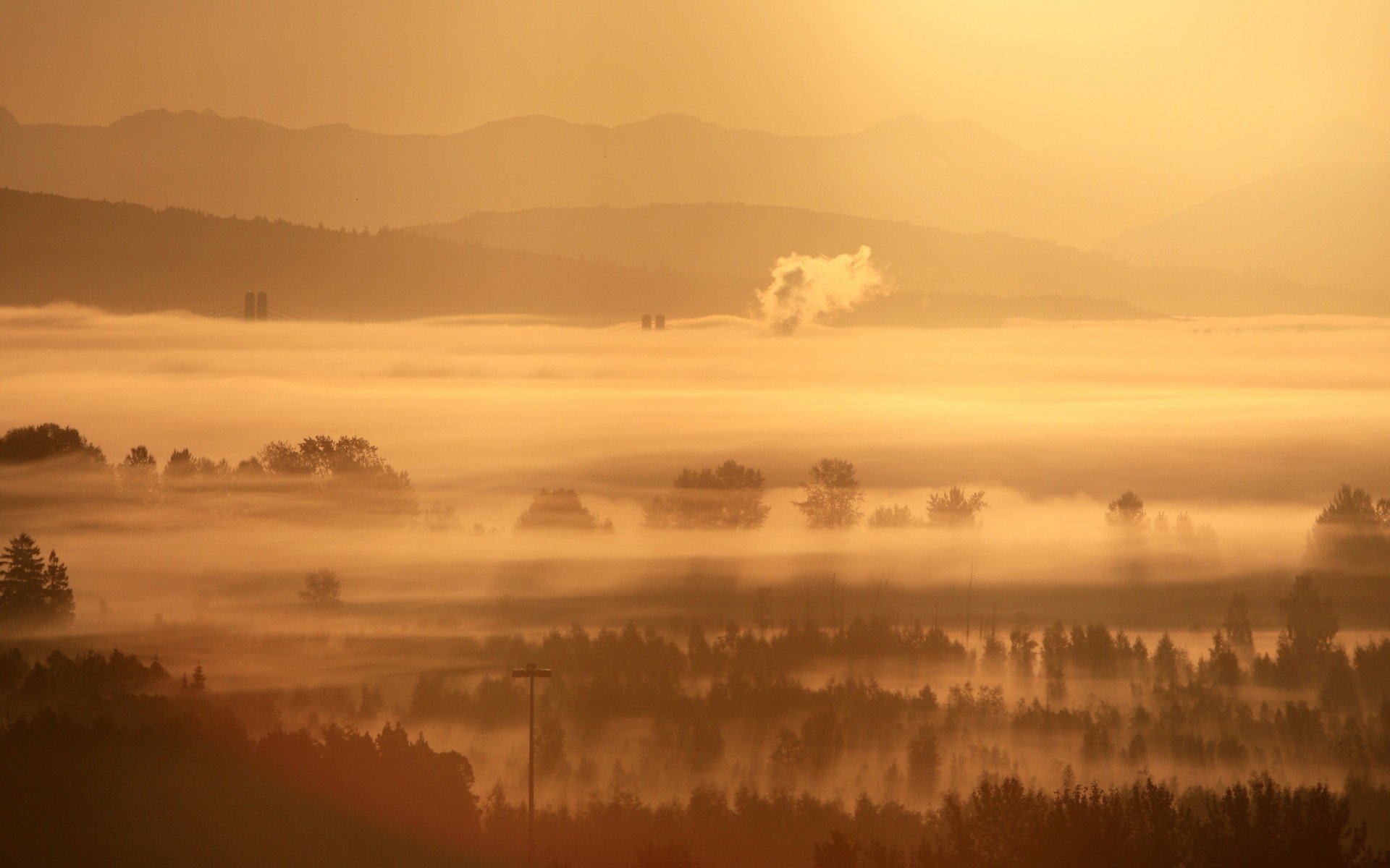 fog tree morning