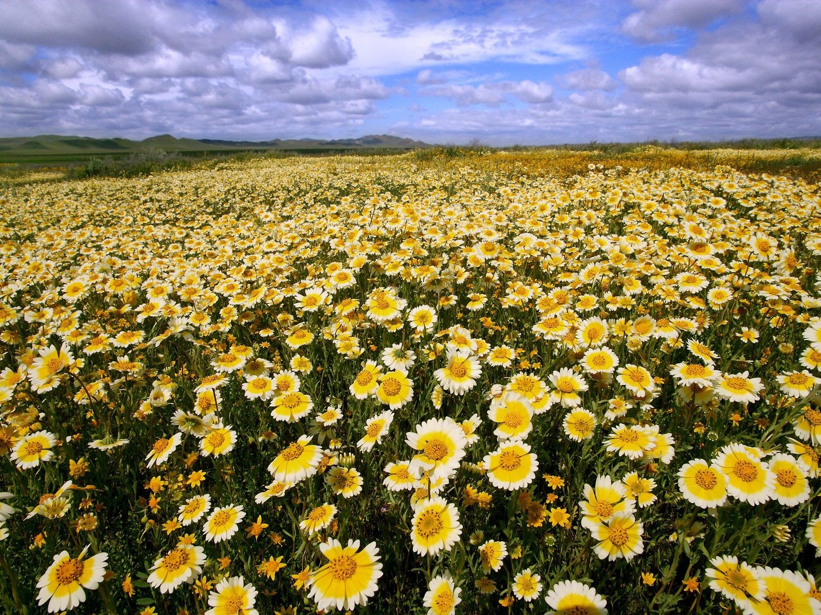 californie marguerites ciel