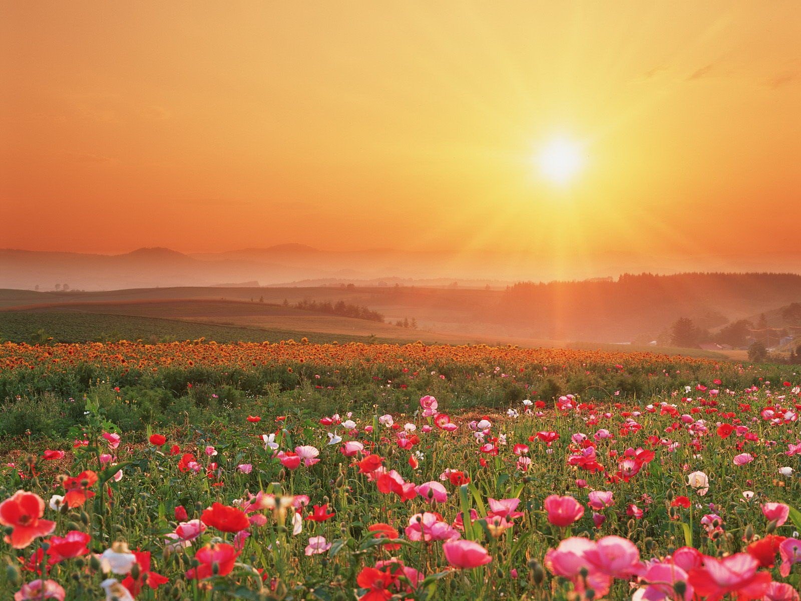 champ fleurs coucher de soleil