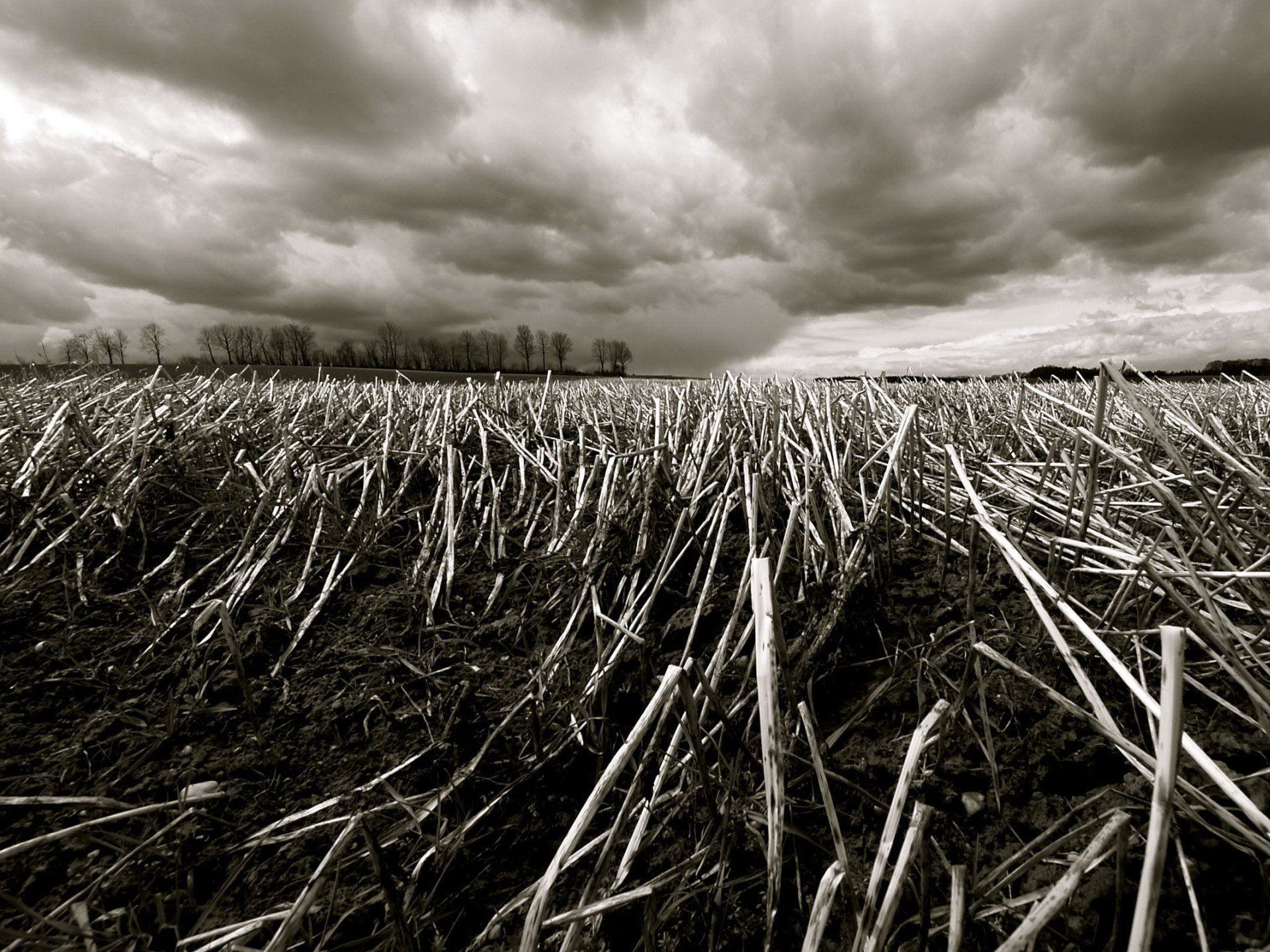 branches champ herbe arbres automne