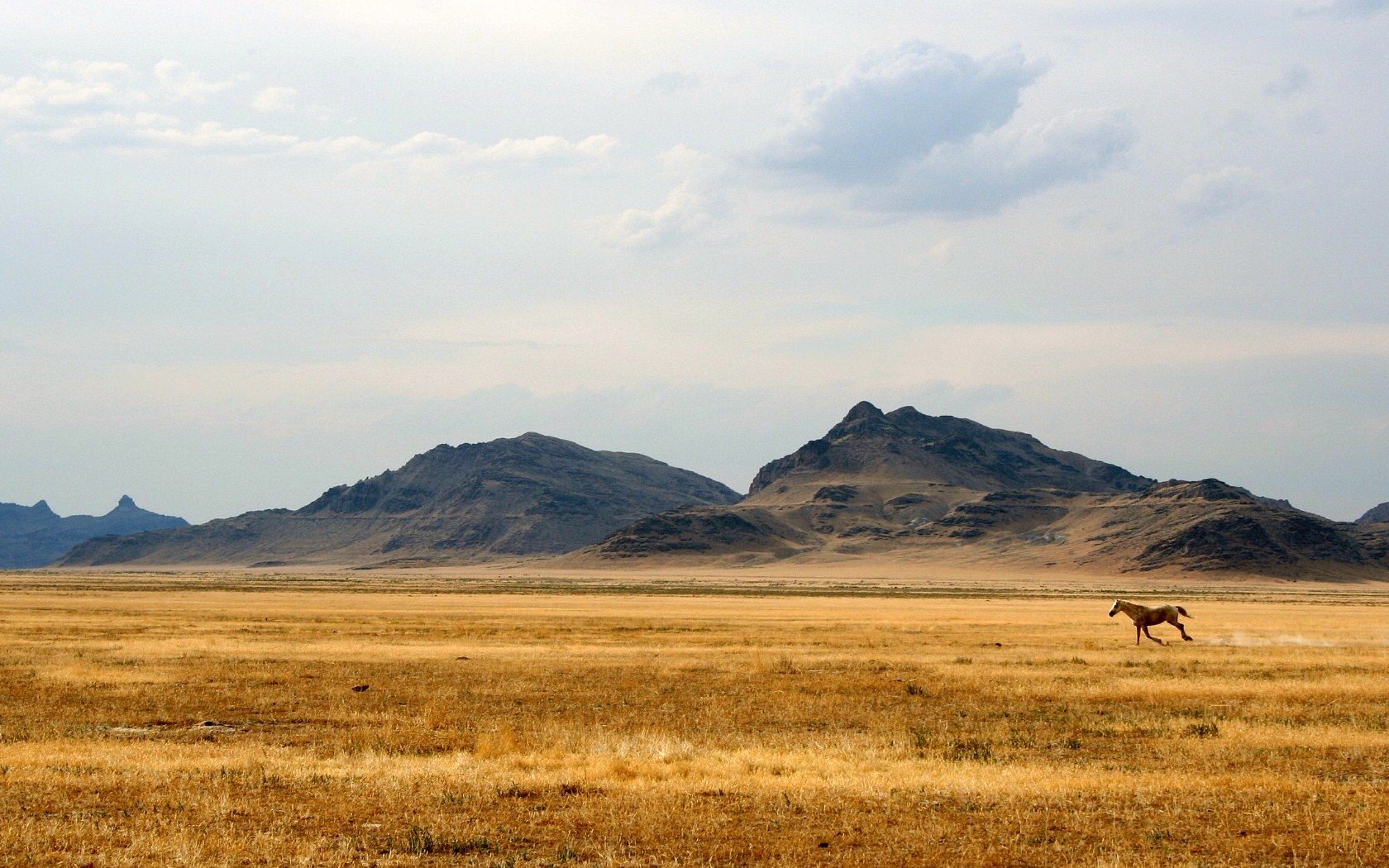 pferd hügel steppe