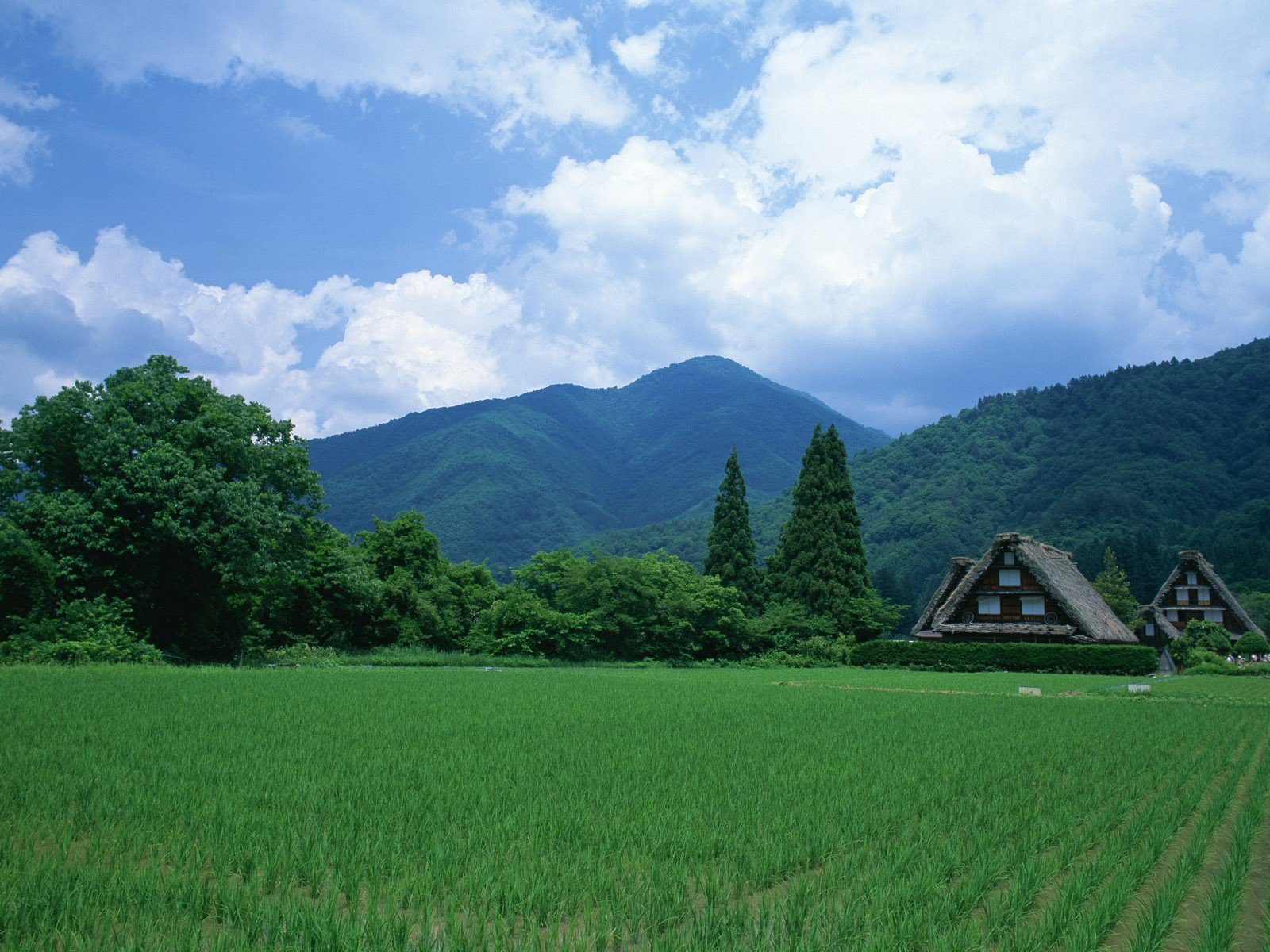 japonia pole domki