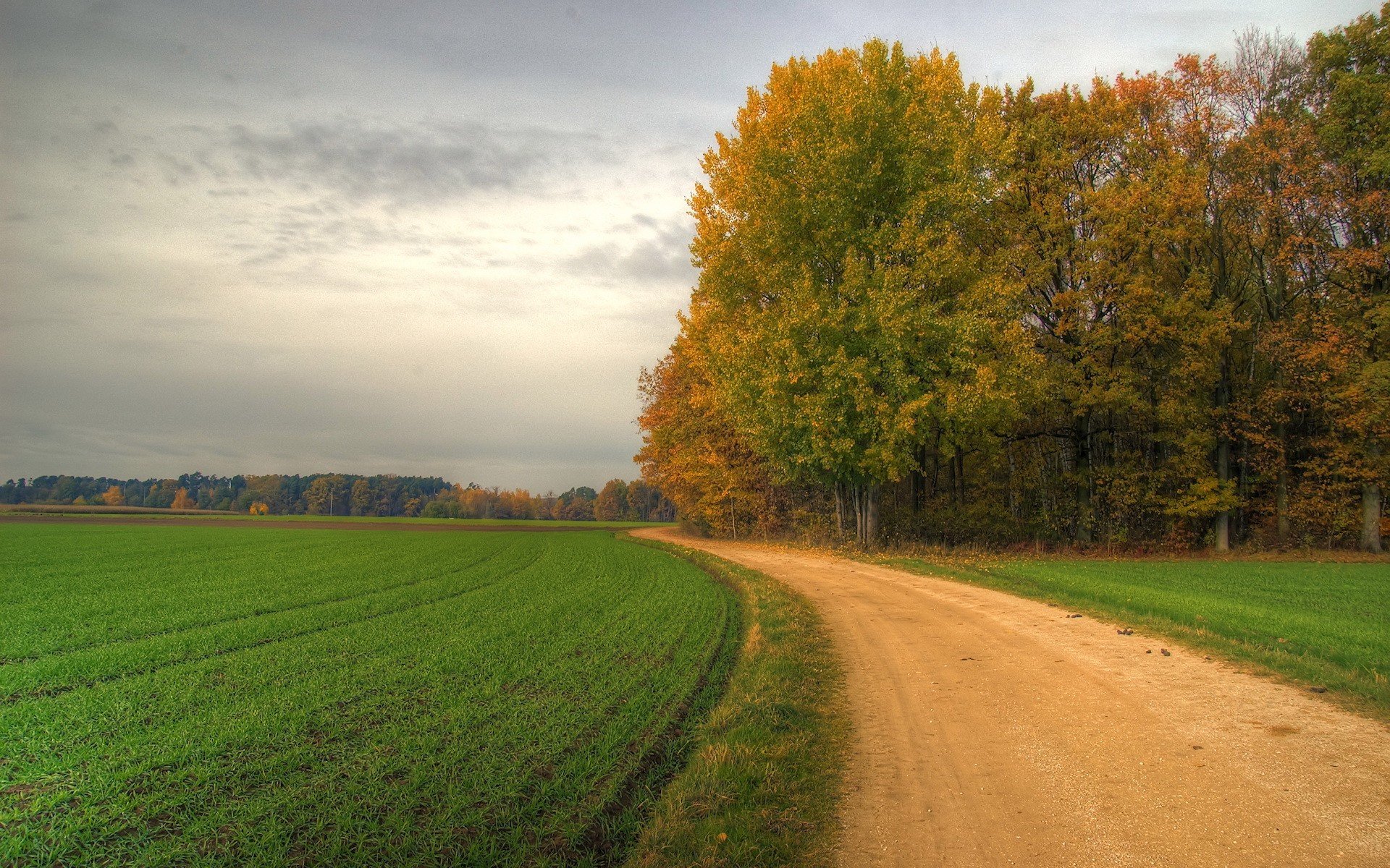 droga zakręt pole drzewa