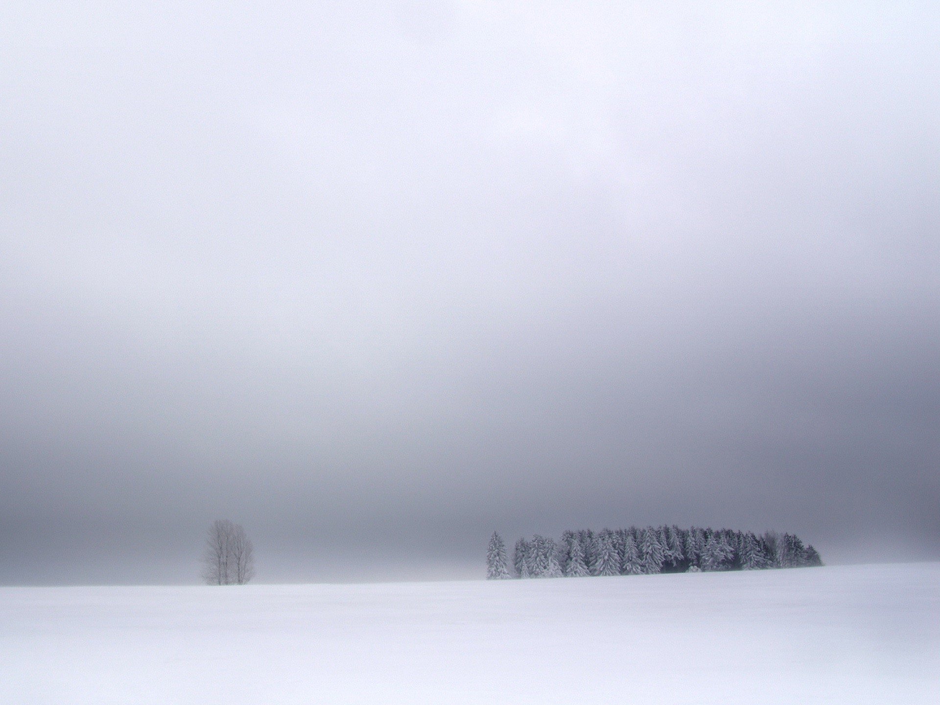 arbres hiver neige