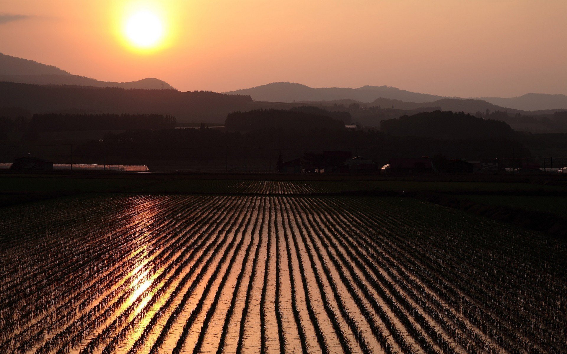 campo riso sole