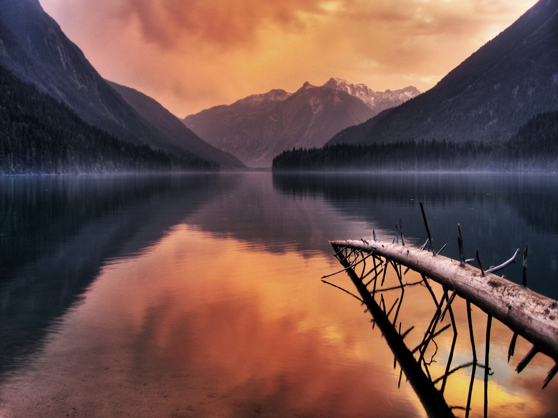 lago rami albero