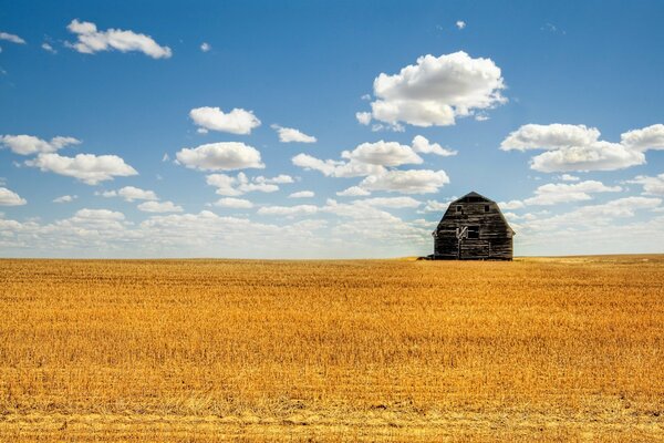 Wheat sea with a wooden house