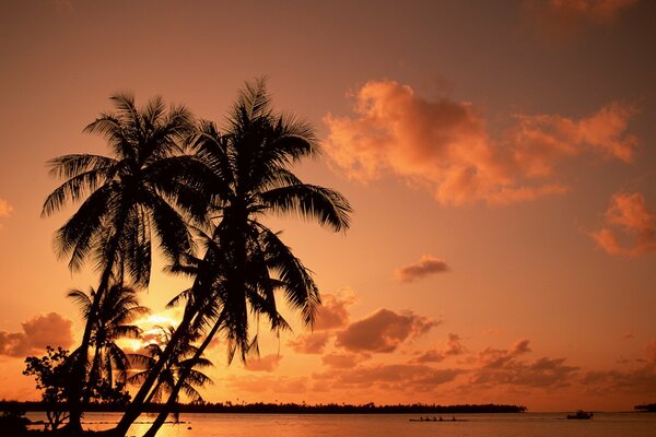 Palm trees at sunset among the sea