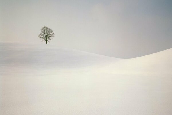 Minimalistischer Baum auf weißen Hügeln