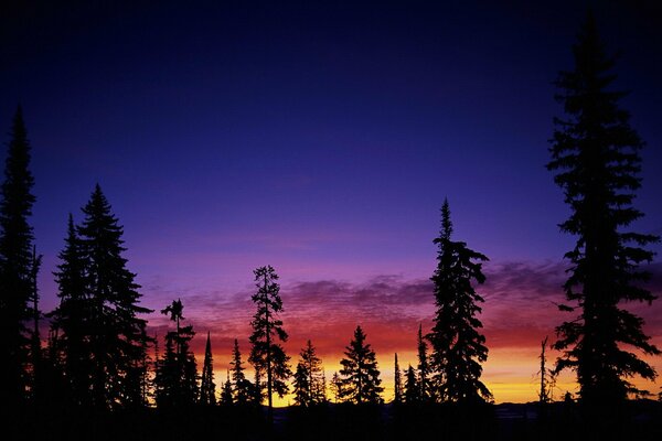 Árboles en el fondo del cielo al atardecer