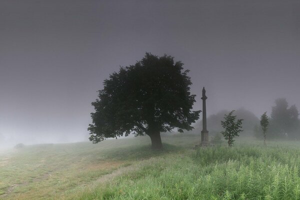 Árbol solitario en la niebla de la mañana