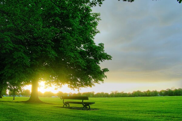 Morning sunrise on the lawn with a bench and trees