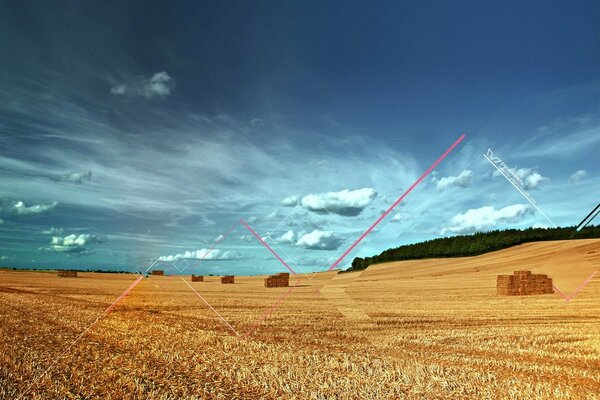 Un campo de cultivo contra el cielo azul