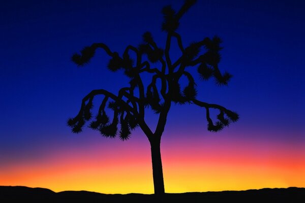 Árbol de forma inusual en el fondo de la puesta de sol