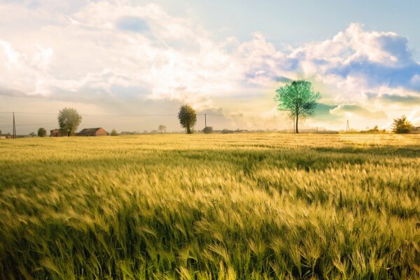 Trees in a yellow field