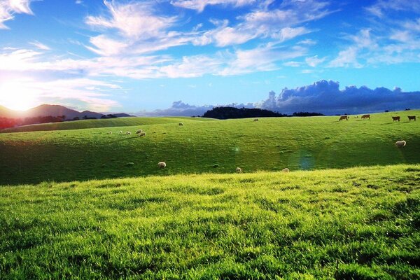 A green meadow and a flock of sheep