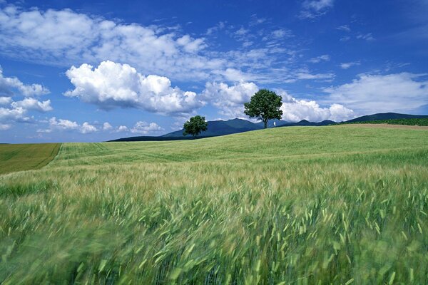 A green field against a bright sky with clouds