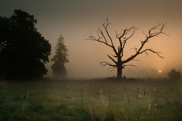 Ein toter Baum in einem nebligen Feld