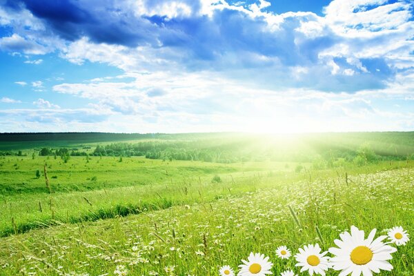 The field is green with dandelions and the sky