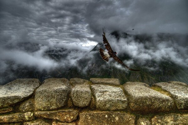 Vol d un aigle dans les montagnes