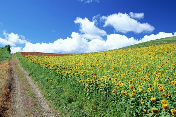 On the road with clouds through sunflower fields