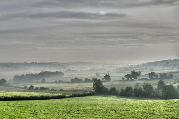 Grünes Feld mit Bäumen im Nebel