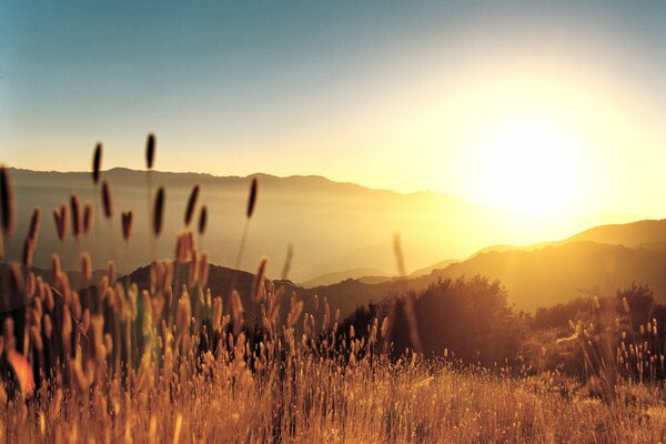 Épis d herbe dorée au coucher du soleil