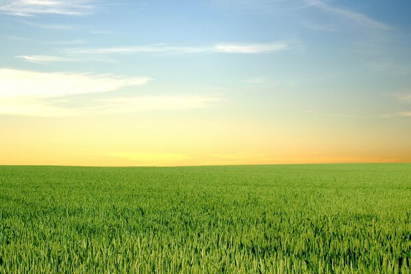 Grenzenloses Feld und blauer Himmel