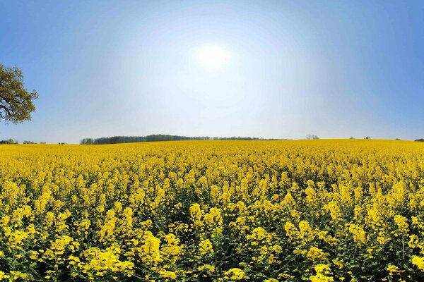 Mulino a vento solitario e albero solitario in un campo di fiori gialli