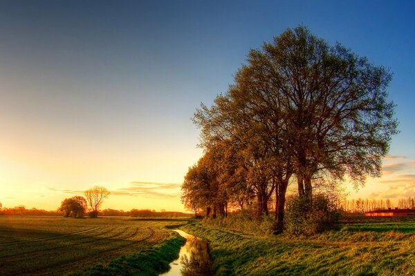 Trees standing in a field by a stream