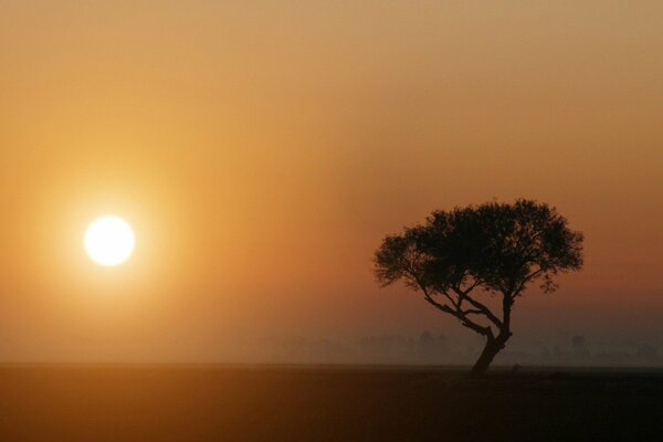 Samotne drzewo pod słońcem we mgle