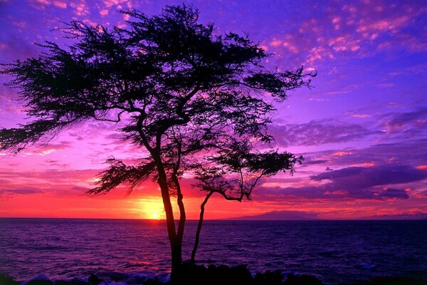 Albero su uno sfondo colorato tramonto hawaiano