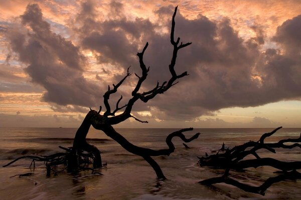 A black branch in the sea against the background of thunderclouds