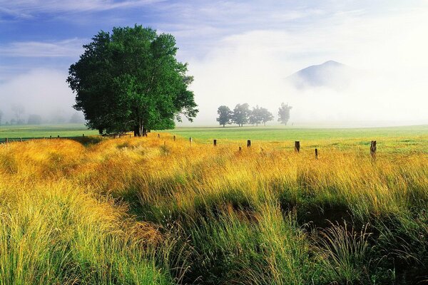 Albero solitario su uno sfondo di erba autunnale gialla in una nebbia che fa capolino le montagne