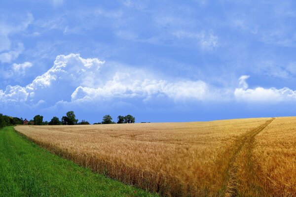 A road in a wheat field with grass