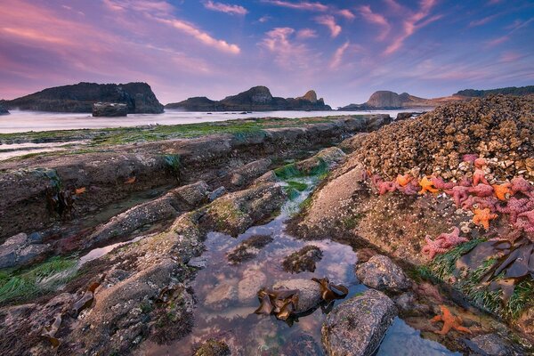 Playa de piedra con estrellas de mar