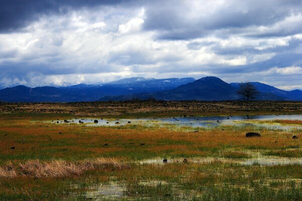 A swamp overgrown with grass against the background of mountains