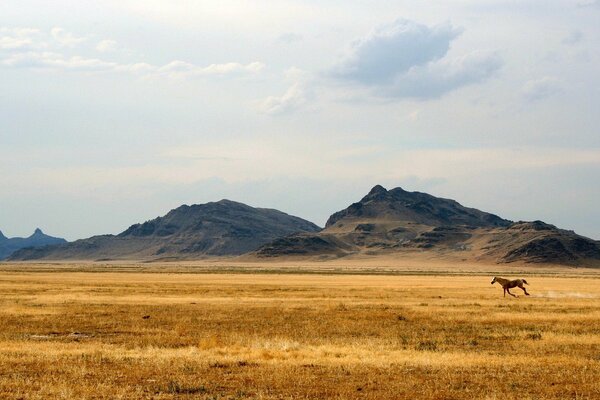 Cheval dans la steppe avec des collines