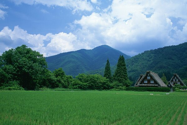 Un campo con una casa japonesa alrededor de la vegetación