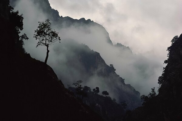 Gray fog descends into the gorge