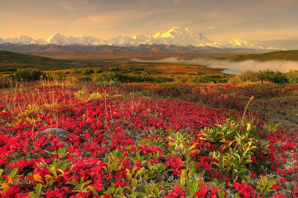 Red flowers in the mountains