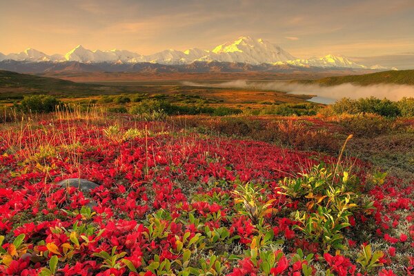 Czerwone kwiaty w górach