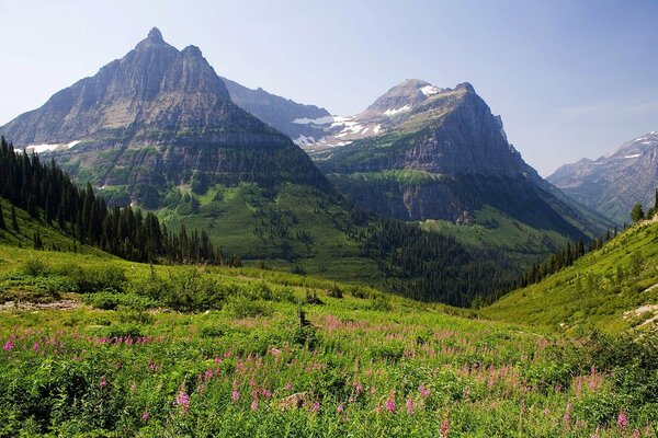 Blooming meadow in the mountains