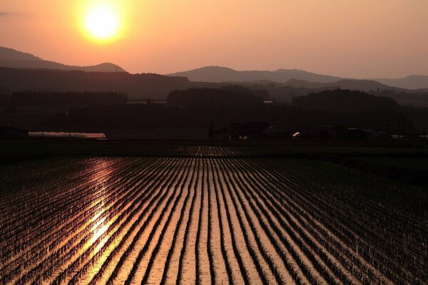 Through the haze the sun over the rice field