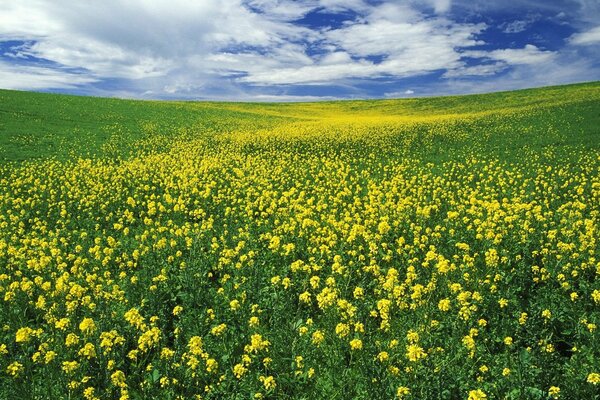 A field of yellow flowers and a cloudy sky