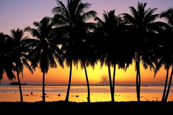 Пальмы на фоне заката. Остров Аитутаки