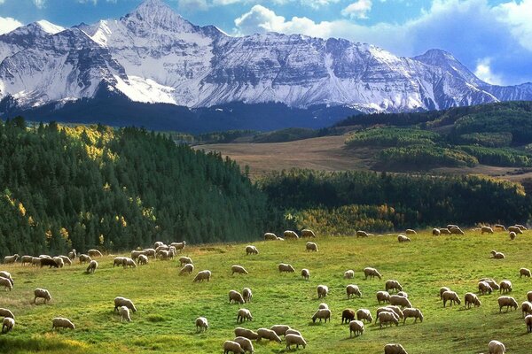 Pasture in the mountains with an overview