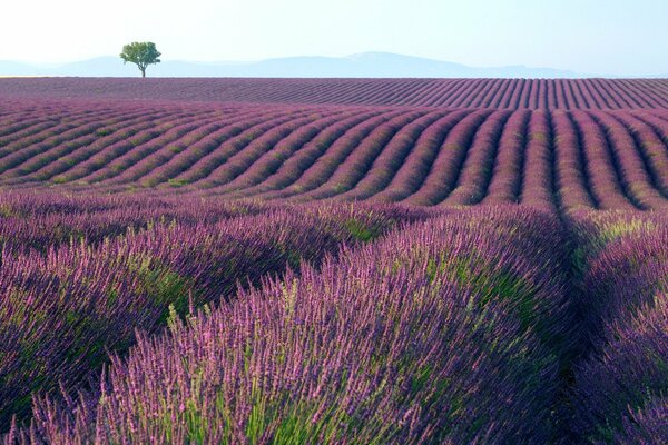 A tree on the background of lavender fields