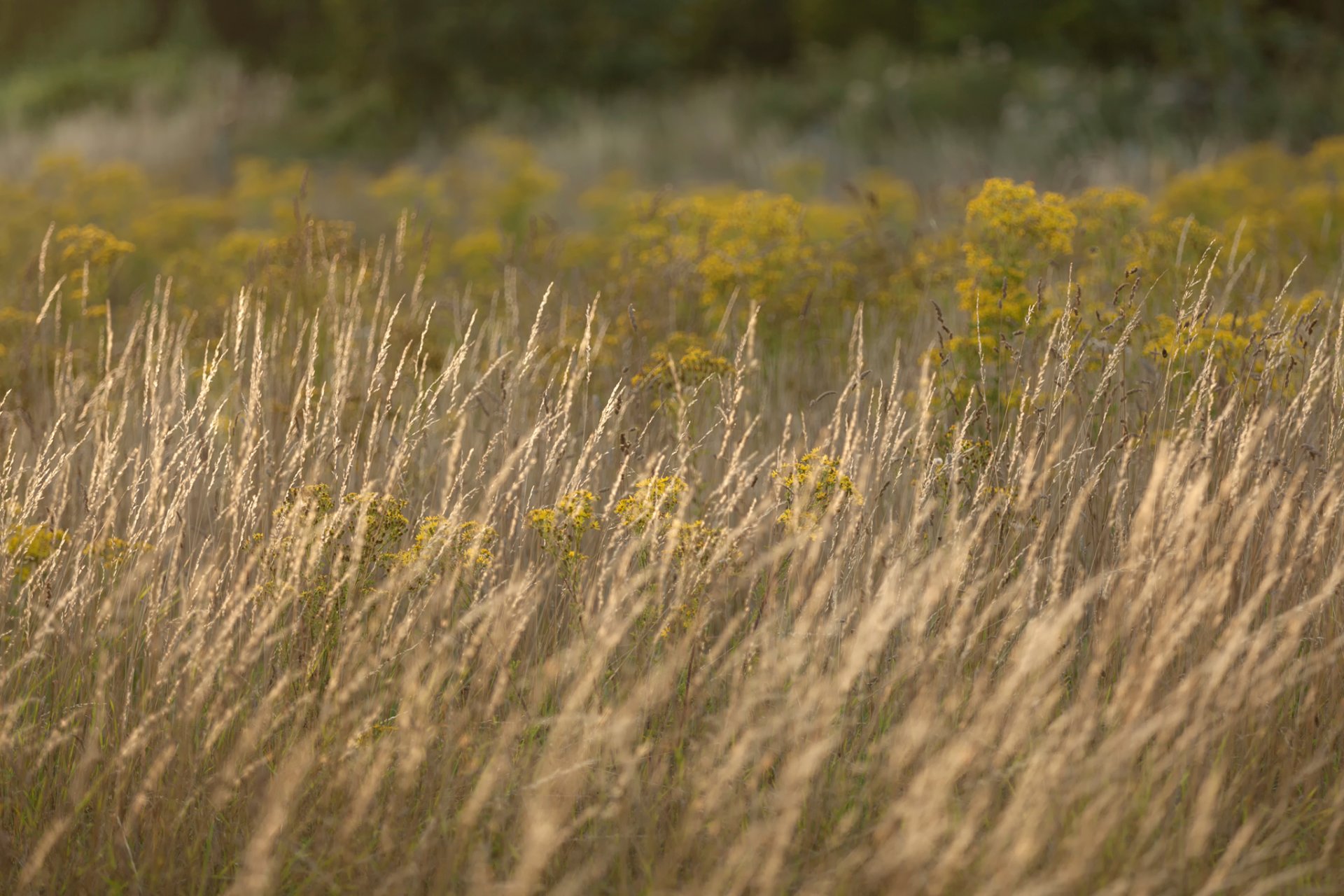 herbe été bokeh